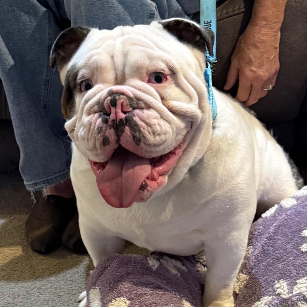 Enlarge Chappy, a Adoptable English Bulldog in Huber Heights, OH image 5/6