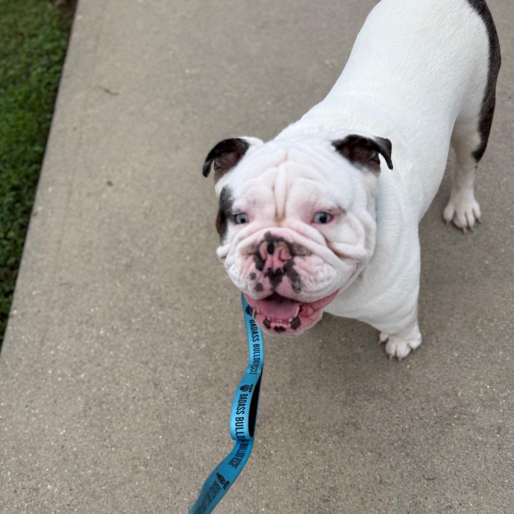 Enlarge Chappy, a Adoptable English Bulldog in Huber Heights, OH image 6/6