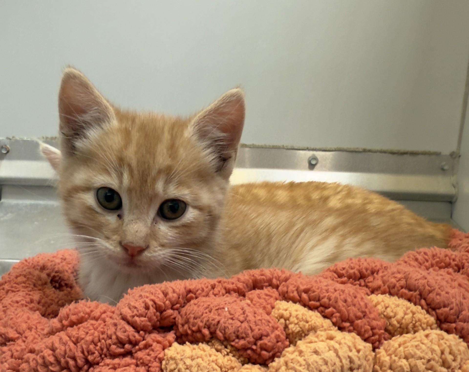 59886851, ADOPTABLE, Adult Male Domestic Short Hair.