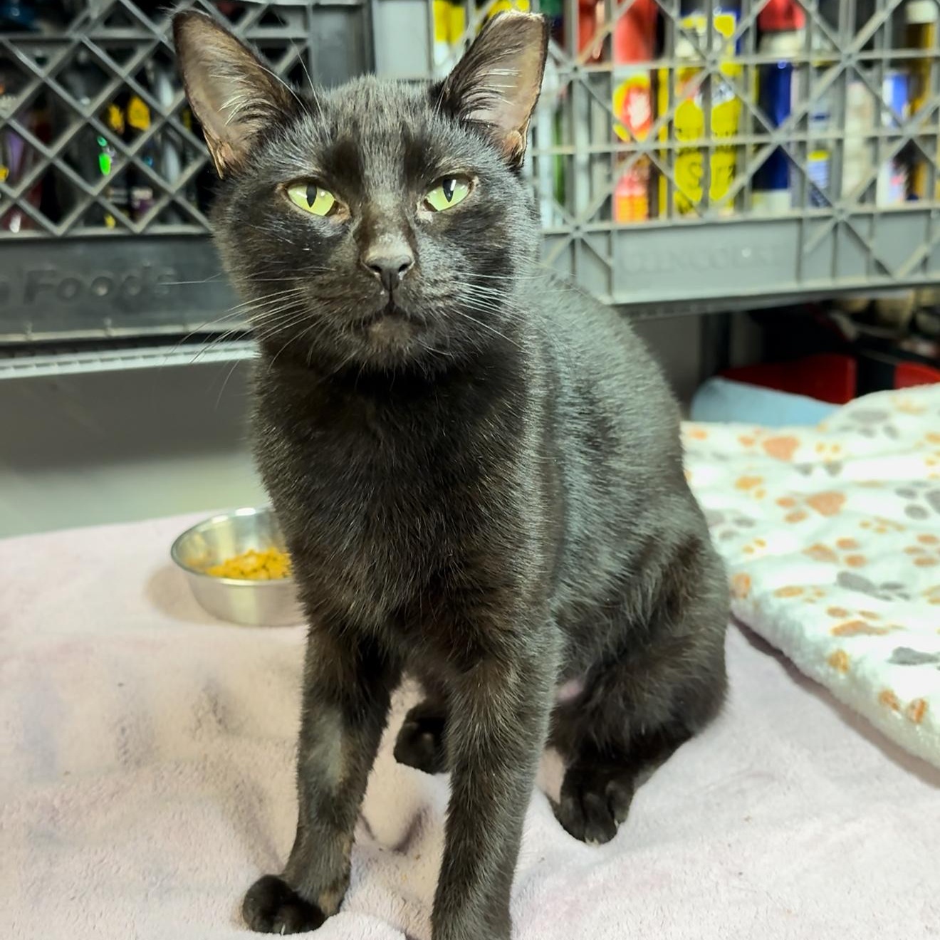 Enlarge Astra, a Adoptable mixed breed in New haven, CT image 1/5