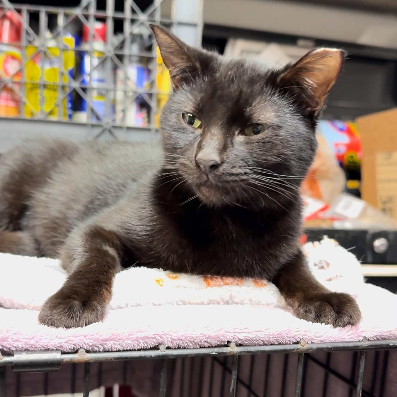 Enlarge Astra, a Adoptable mixed breed in New haven, CT image 2/5