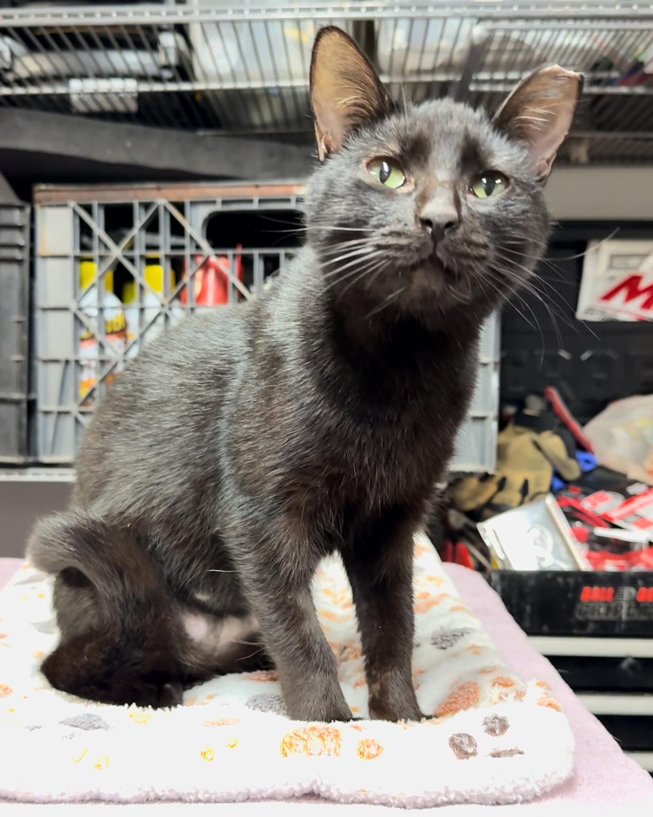 Enlarge Astra, a Adoptable mixed breed in New haven, CT image 3/5