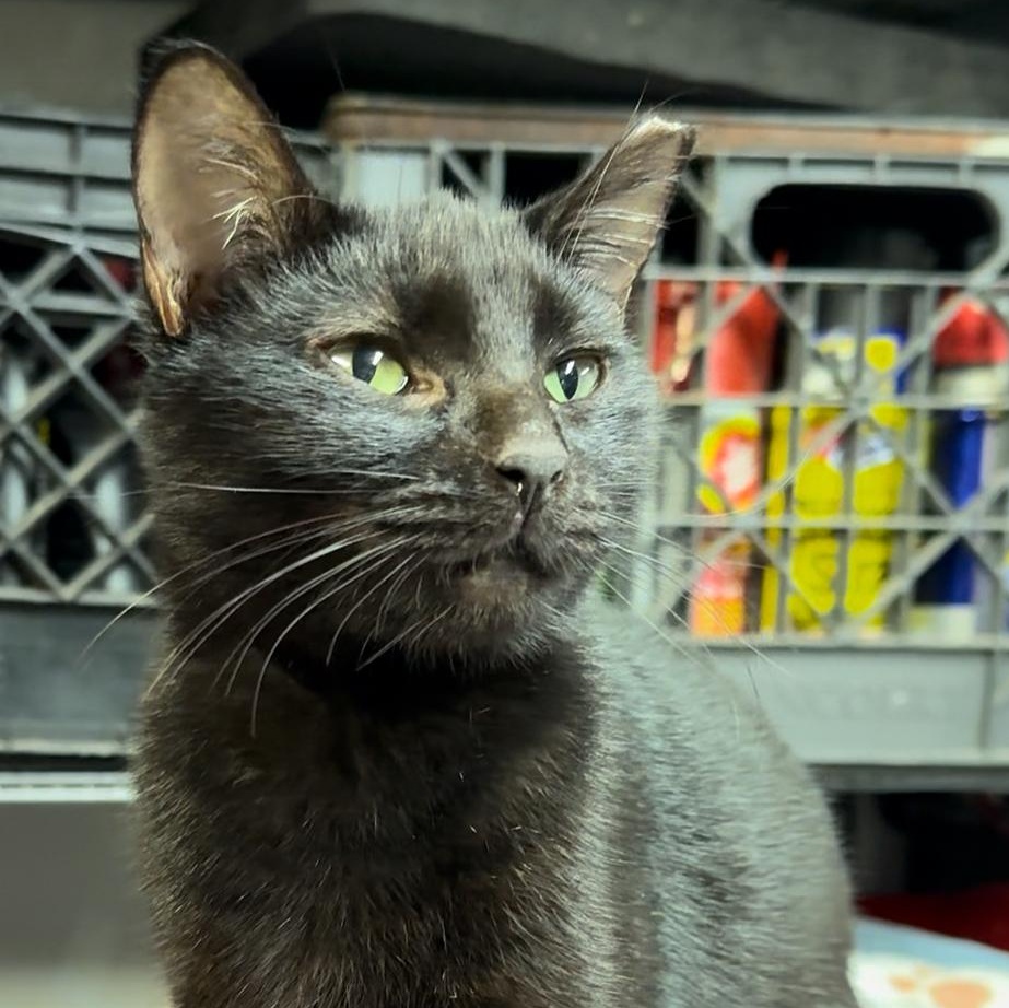 Enlarge Astra, a Adoptable mixed breed in New haven, CT image 5/5