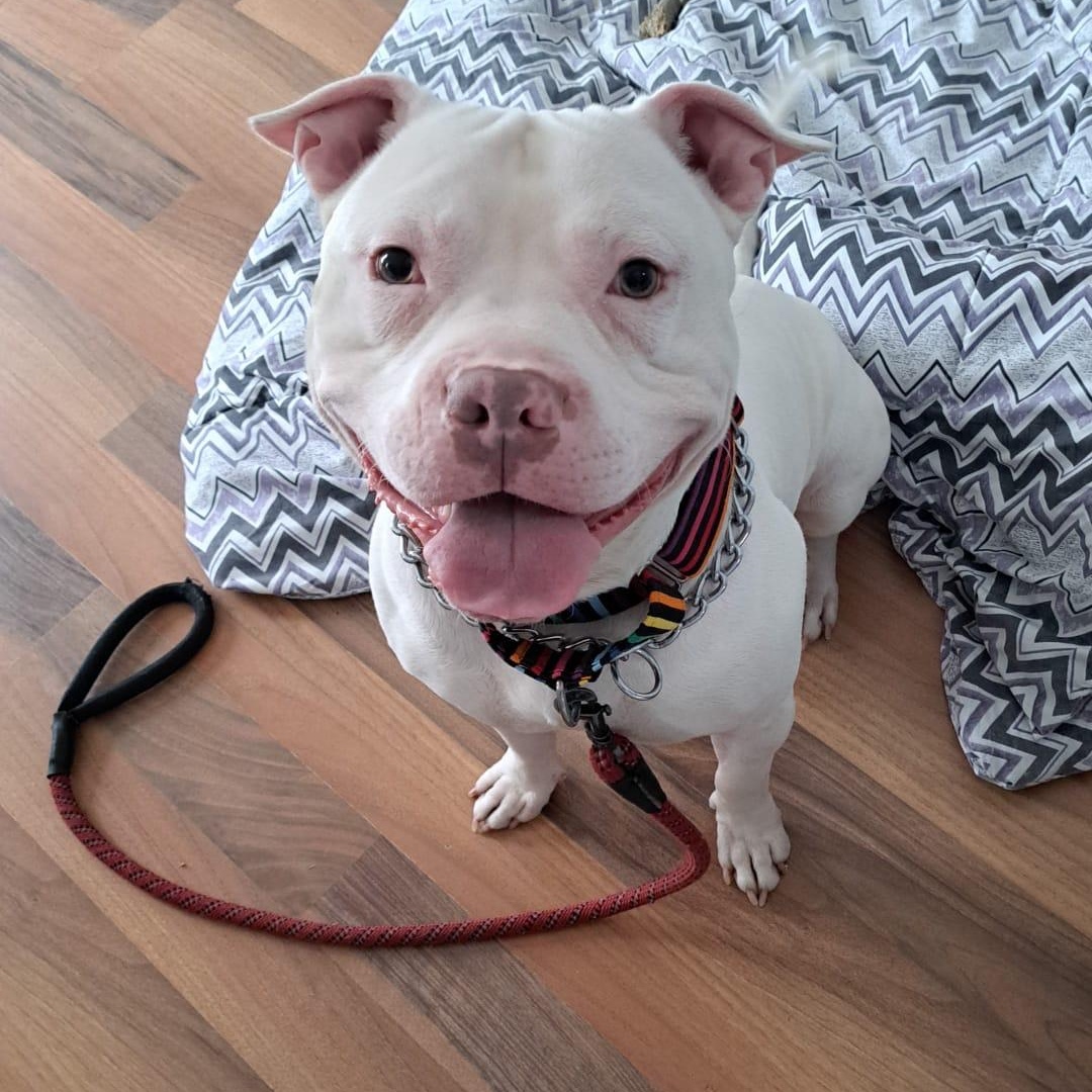 Talc, ADOPTABLE, Adult Male American Bully & Bulldog.