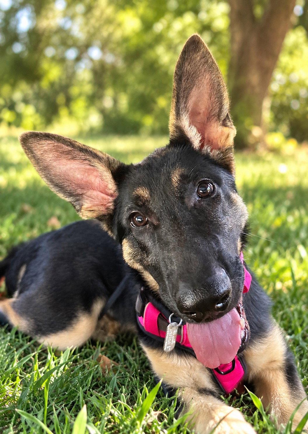 Sasha3, Adoptable, Puppy Female German Shepherd Dog.