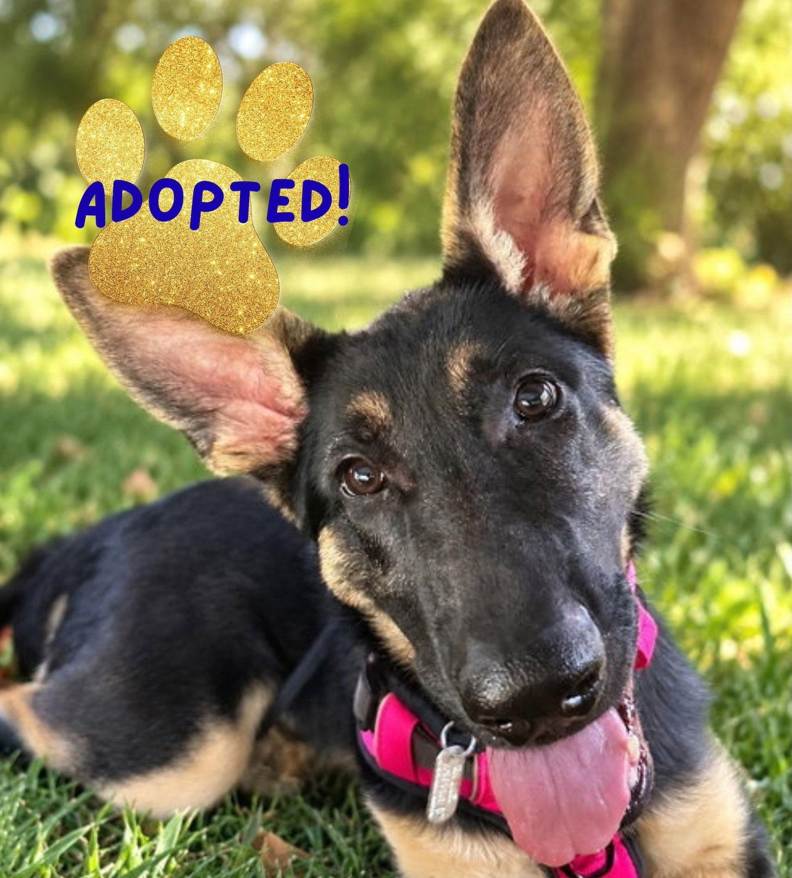 Enlarge Sasha3, a Adoptable German Shepherd Dog in Baltimore, MD image 3/3