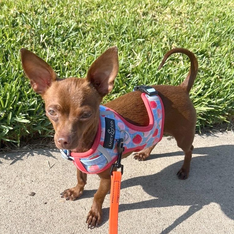 Cherie, an adopted mixed breed in Los Angeles, CA image 3/6