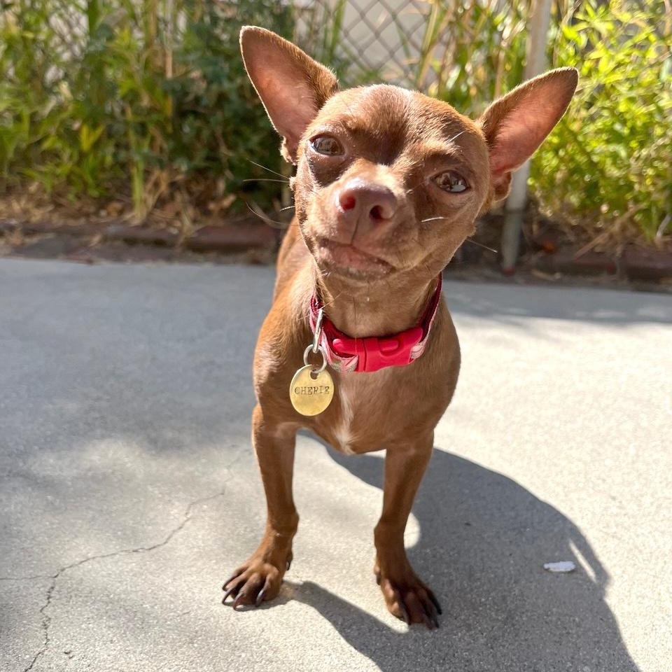 Cherie, an adopted mixed breed in Los Angeles, CA image 1/6