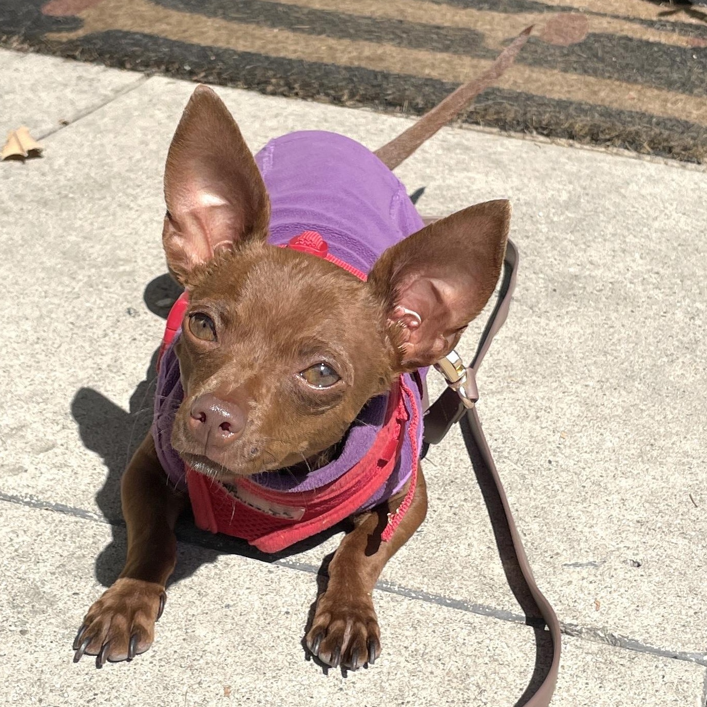 Cherie, an adopted mixed breed in Los Angeles, CA image 5/6