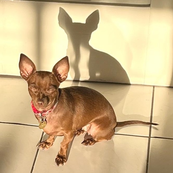 Cherie, an adopted mixed breed in Los Angeles, CA image 6/6