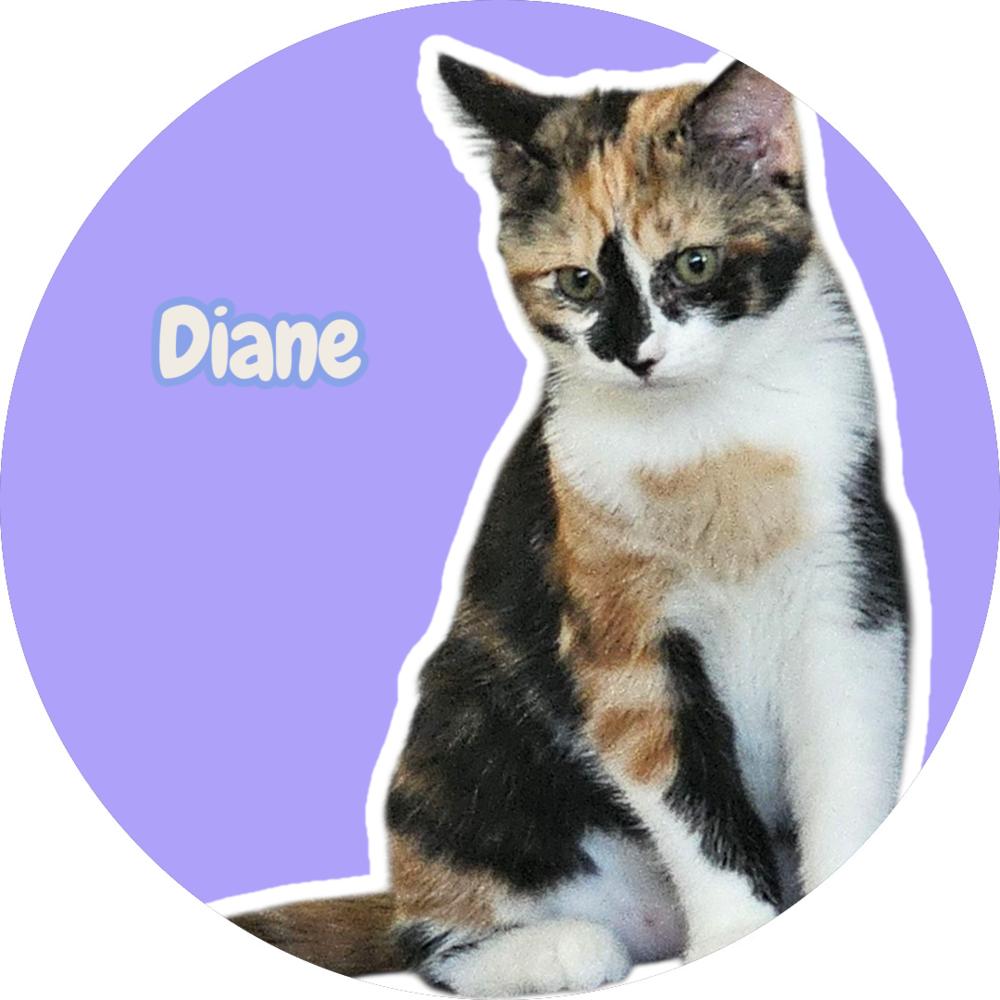 Diane, Adoptable, Kitten Female Domestic Short Hair.