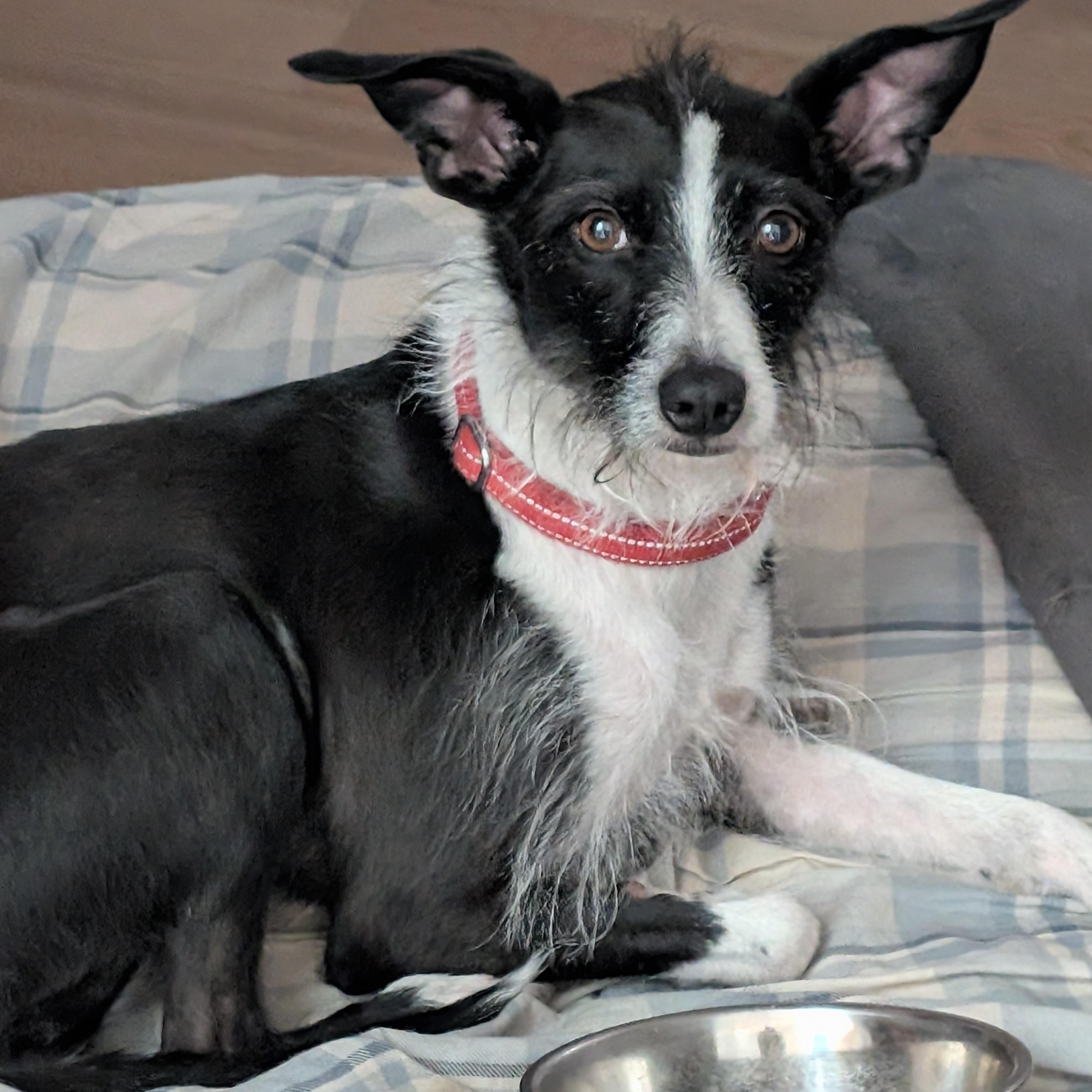 Trini, ADOPTABLE, Adult Female Border Collie.