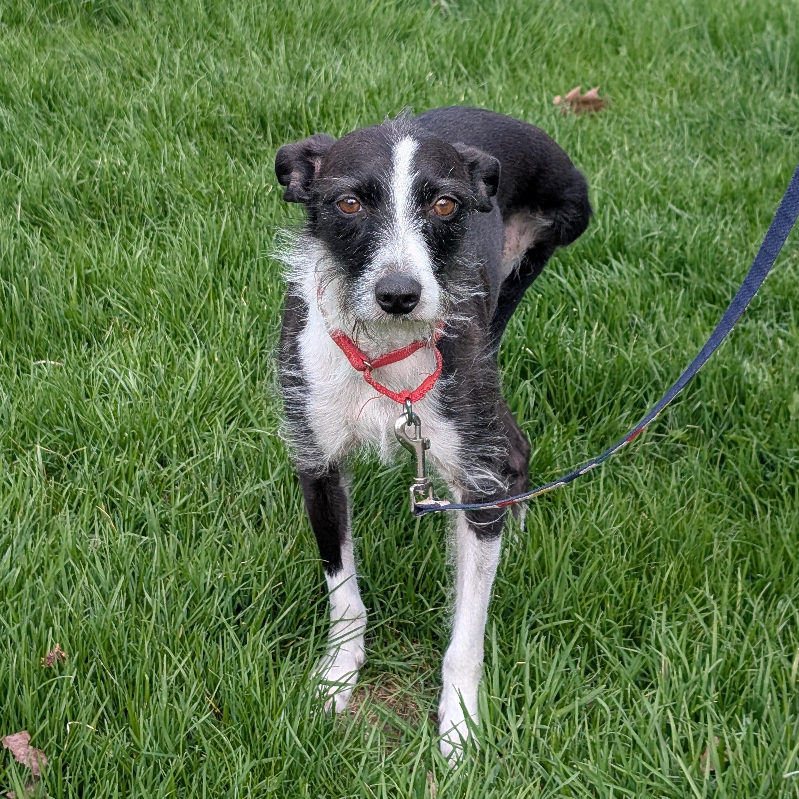 Enlarge Trini, a ADOPTABLE mixed breed in Scarborough, ON image 2/6