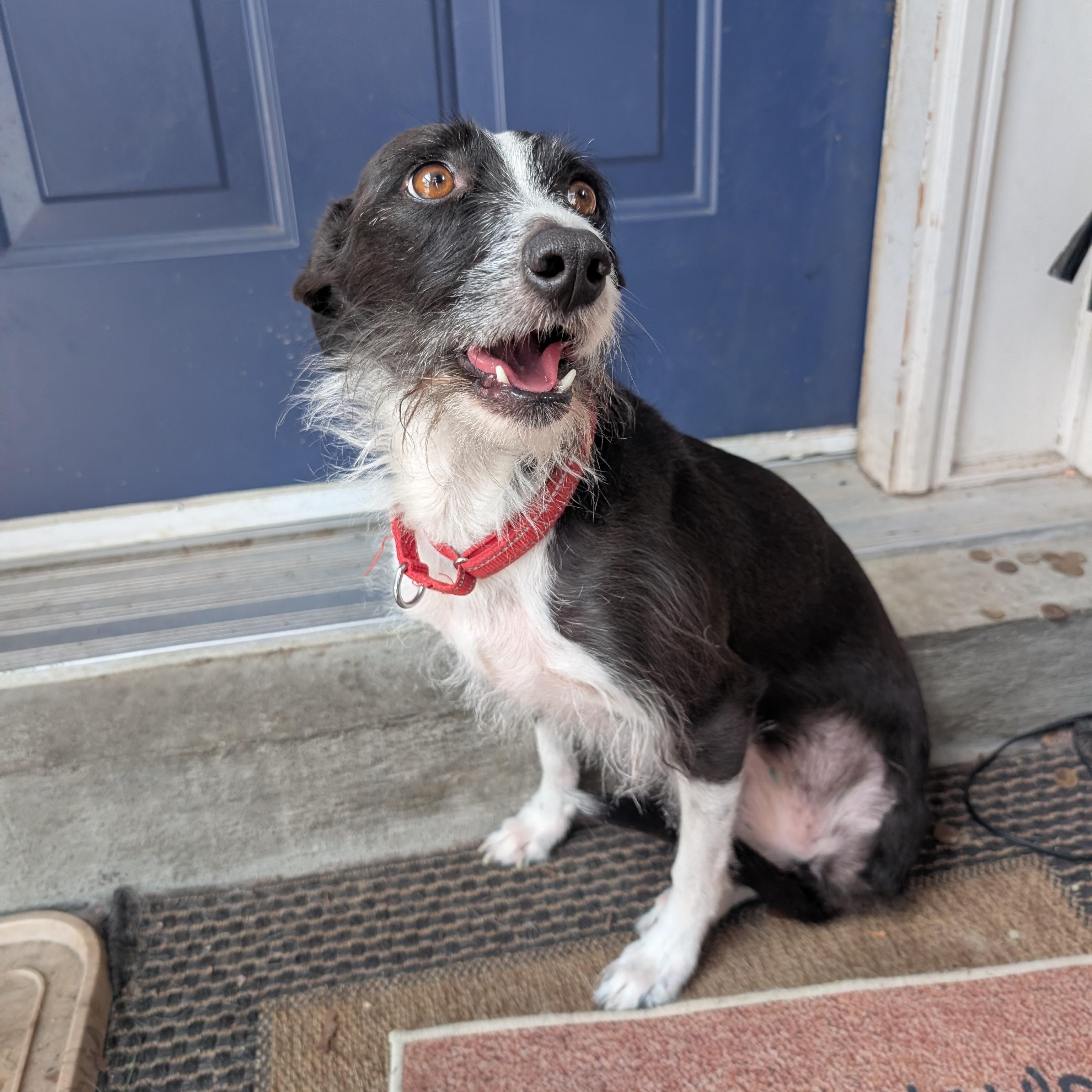 Enlarge Trini, a ADOPTABLE mixed breed in Scarborough, ON image 4/6