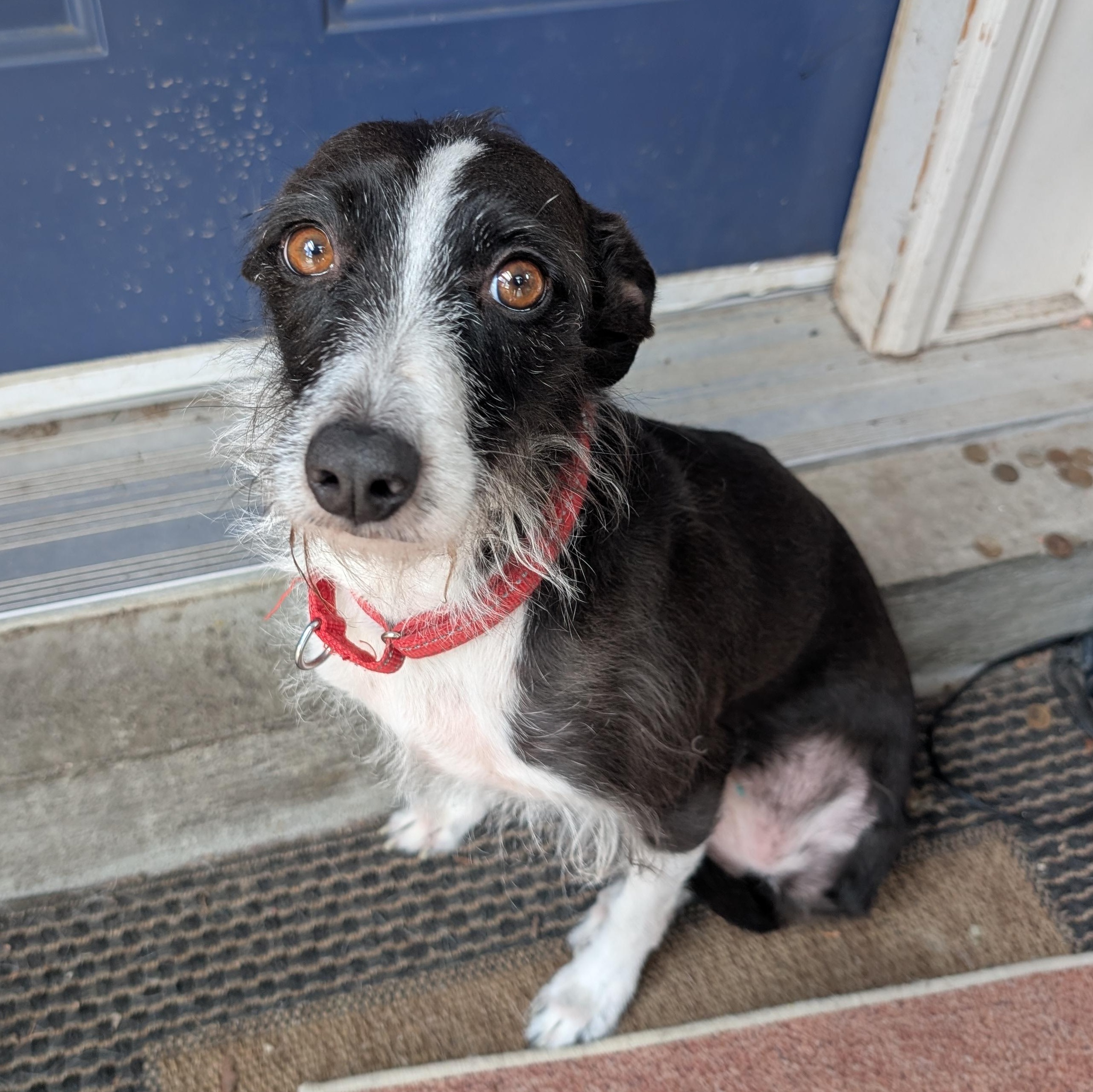 Enlarge Trini, a ADOPTABLE mixed breed in Scarborough, ON image 6/6