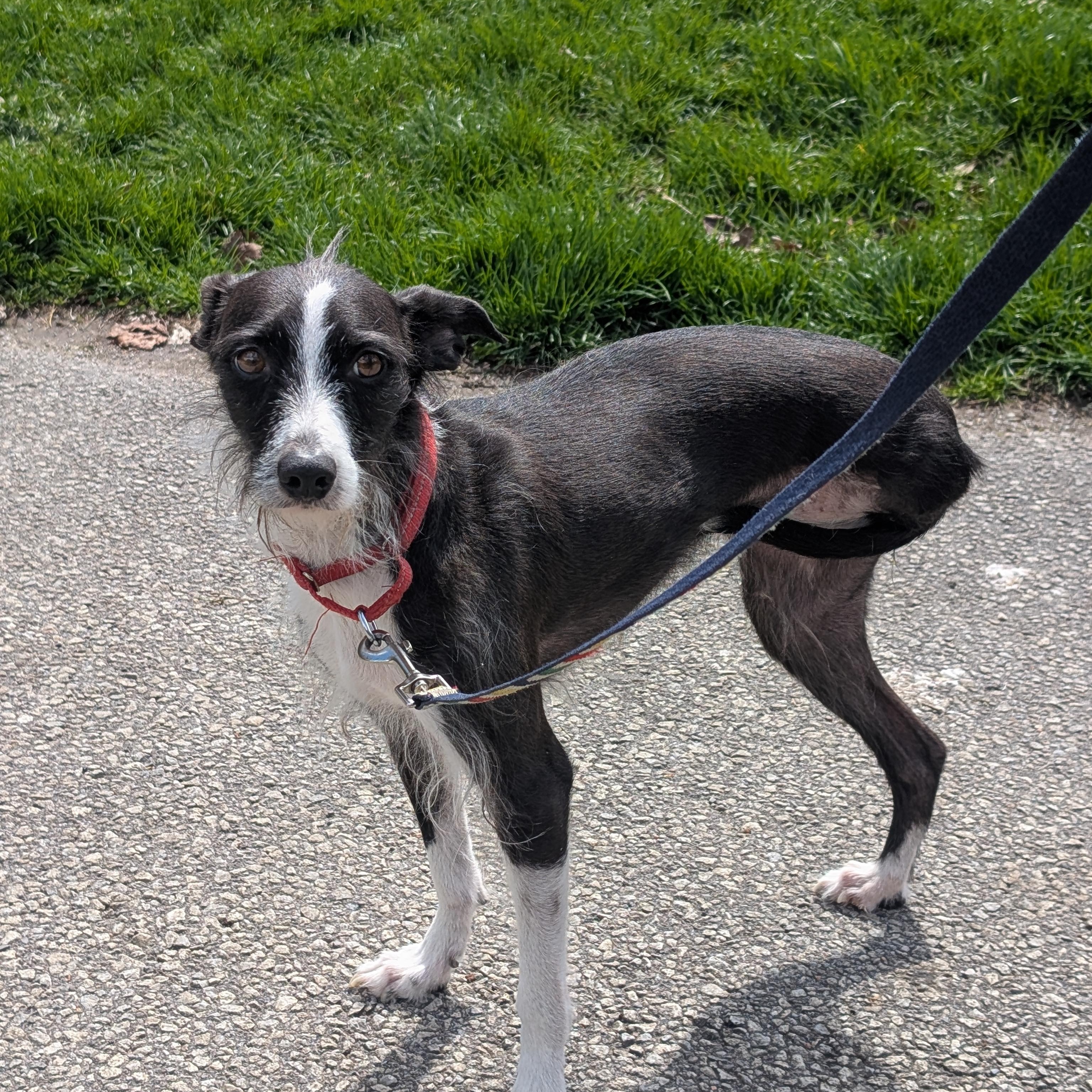 Enlarge Trini, a ADOPTABLE mixed breed in Scarborough, ON image 3/6
