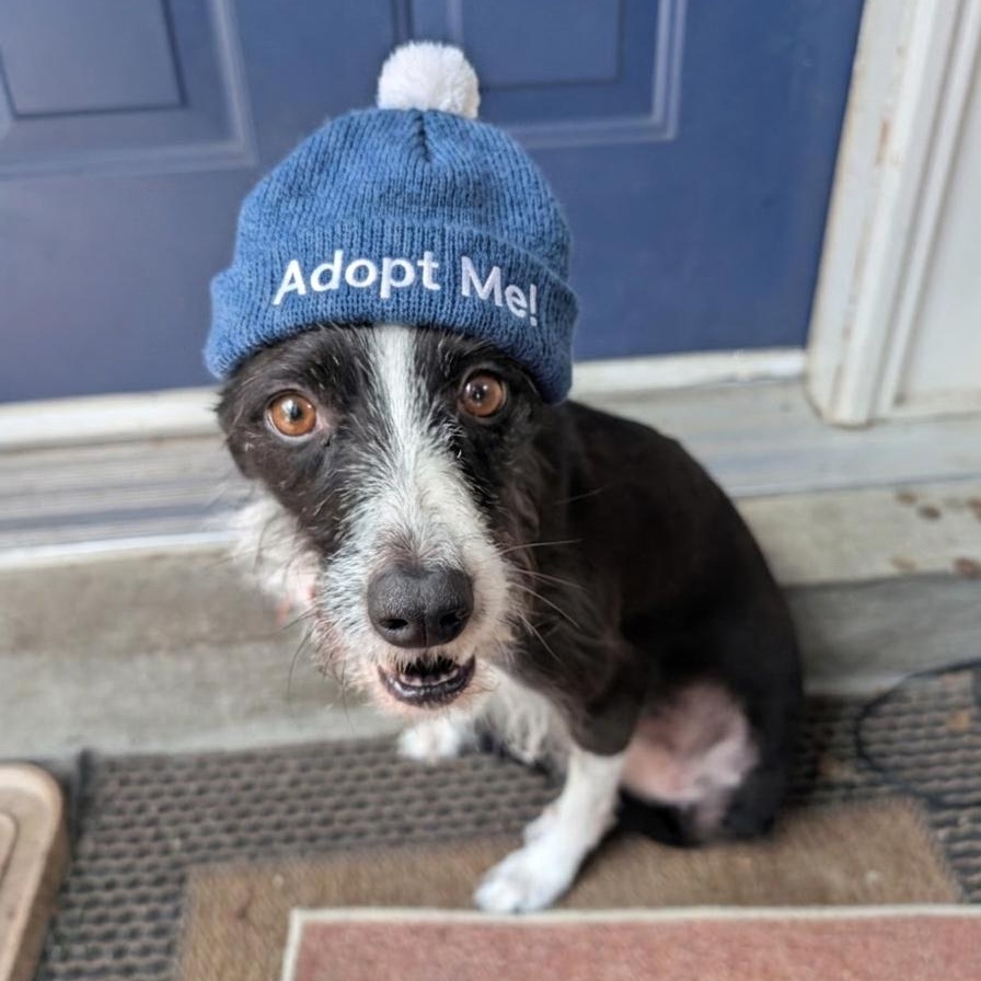 Enlarge Trini, a ADOPTABLE mixed breed in Scarborough, ON image 5/6