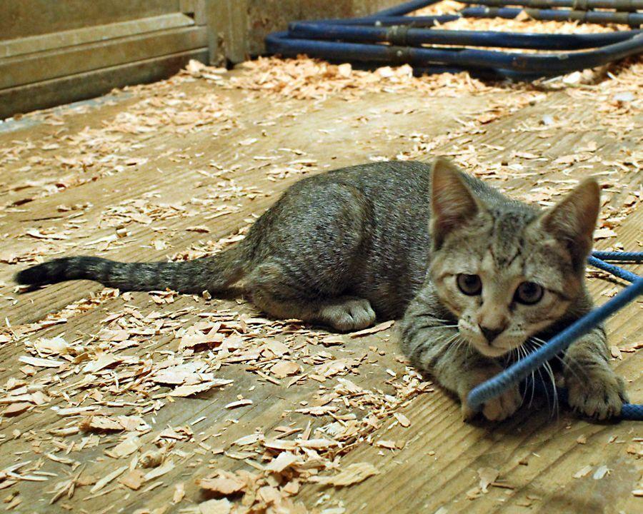 Striper, Adoptable, Young Female Tabby & Domestic Short Hair.