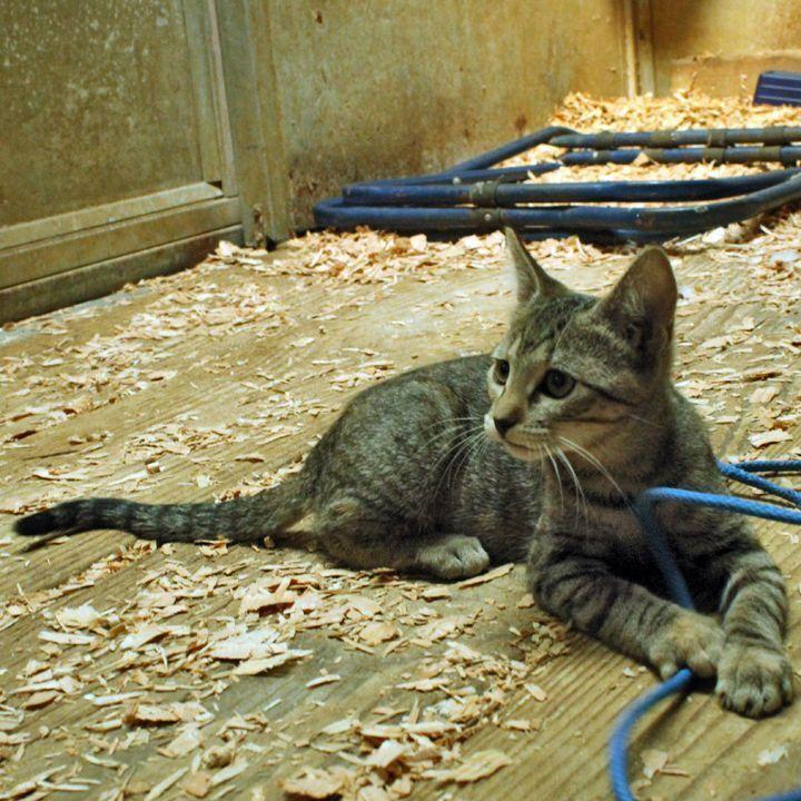 Striper, a Adoptable mixed breed in Redlands, CA image 2/3