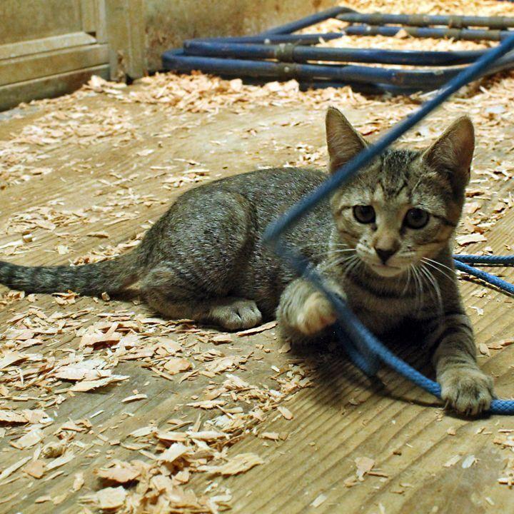 Striper, a Adoptable mixed breed in Redlands, CA image 3/3