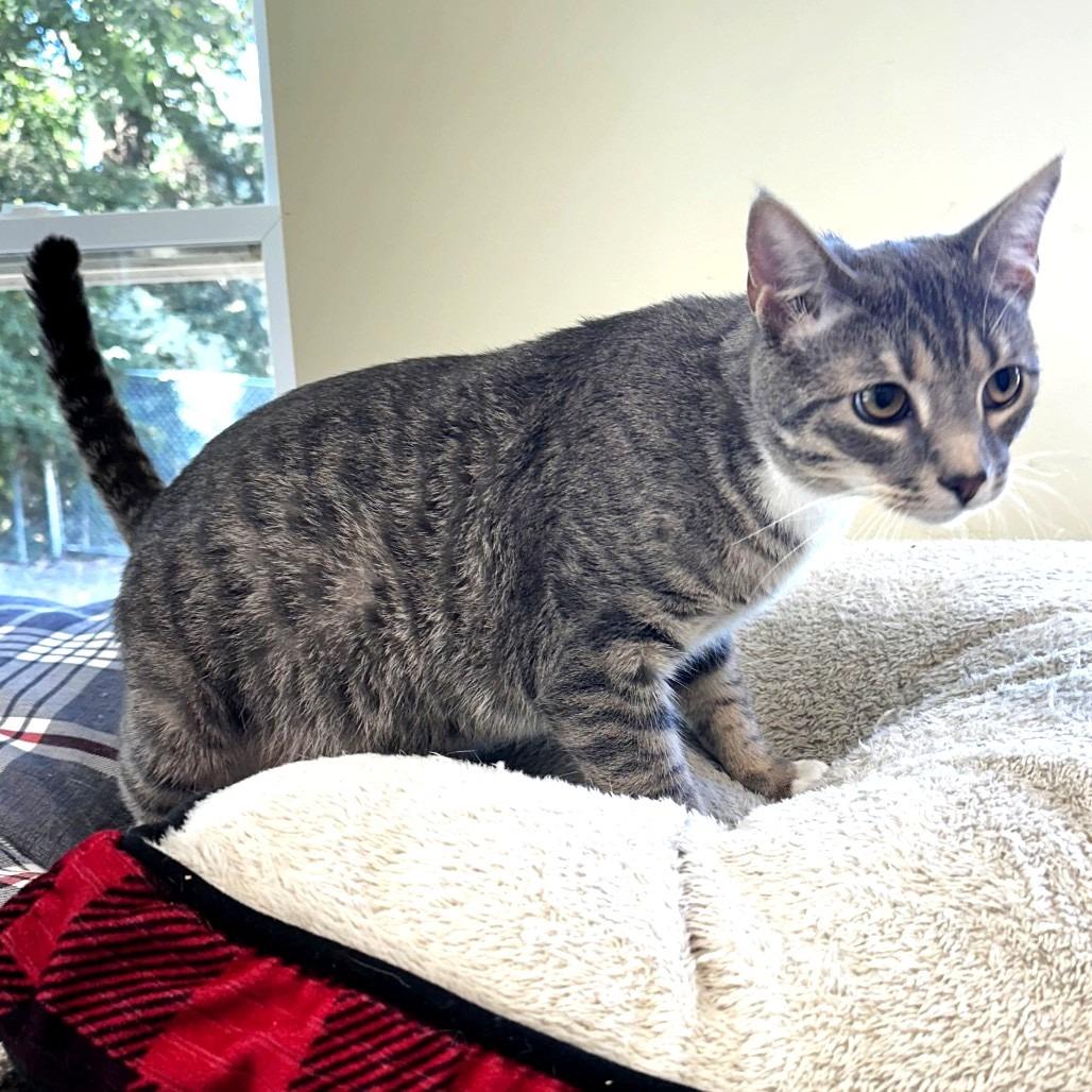 Ciggy, Adoptable, Young Male Domestic Short Hair.