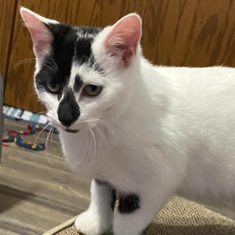 Trix, an adoptable Domestic Short Hair in Menasha, WI, 54952 | Photo Image 3