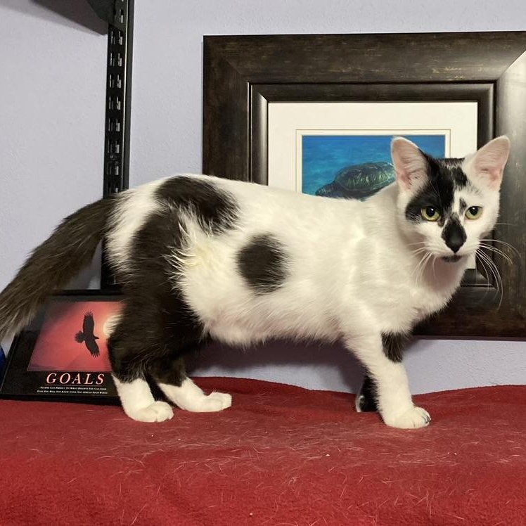 Trix, an adoptable Domestic Short Hair in Menasha, WI, 54952 | Photo Image 1