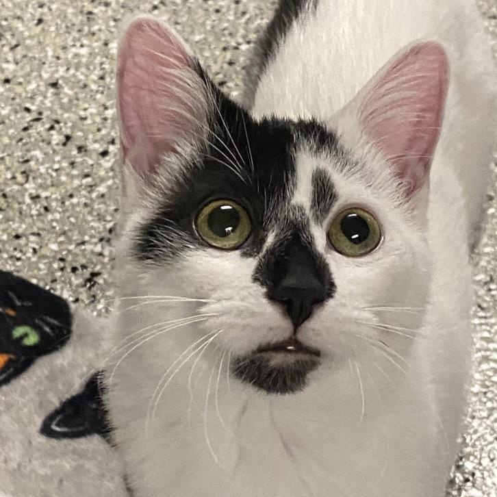 Trix, an adoptable Domestic Short Hair in Menasha, WI, 54952 | Photo Image 2