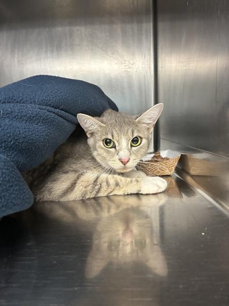 Sippy Cup - Barn Cat, Adoptable, Young Female Domestic Short Hair.