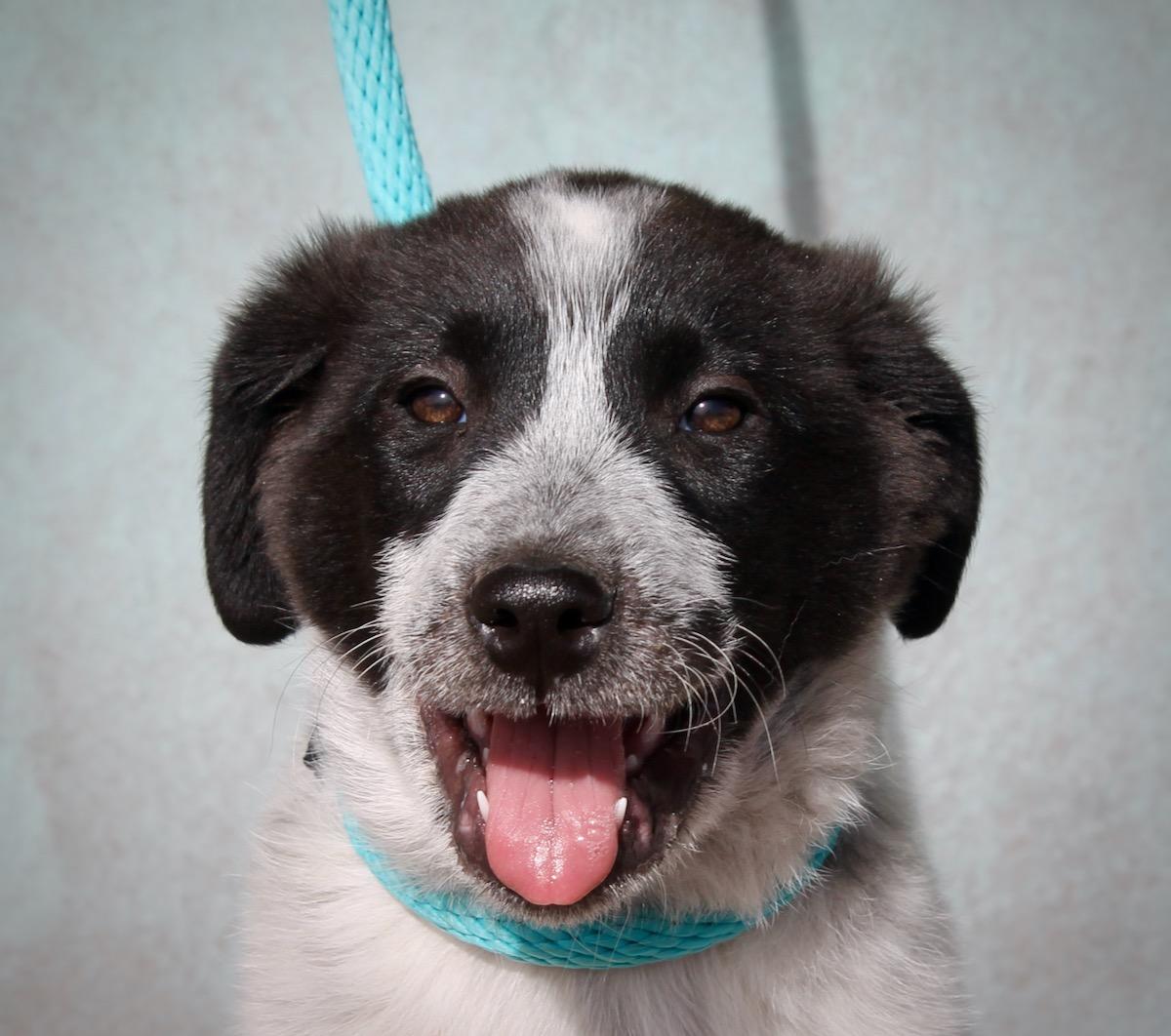 Hefty, ADOPTABLE, Puppy Male Border Collie & Great Pyrenees.