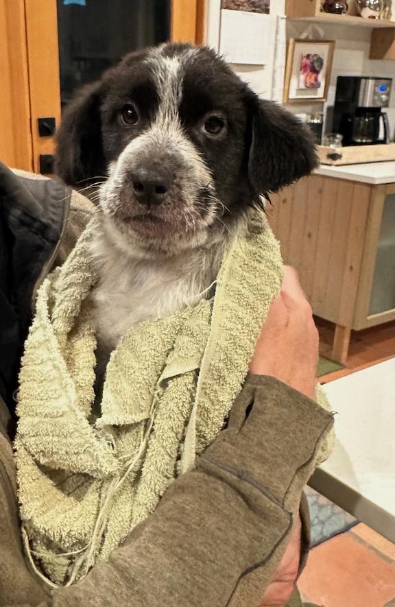 Enlarge Hefty, a ADOPTABLE mixed breed in Albuquerque, NM image 3/3