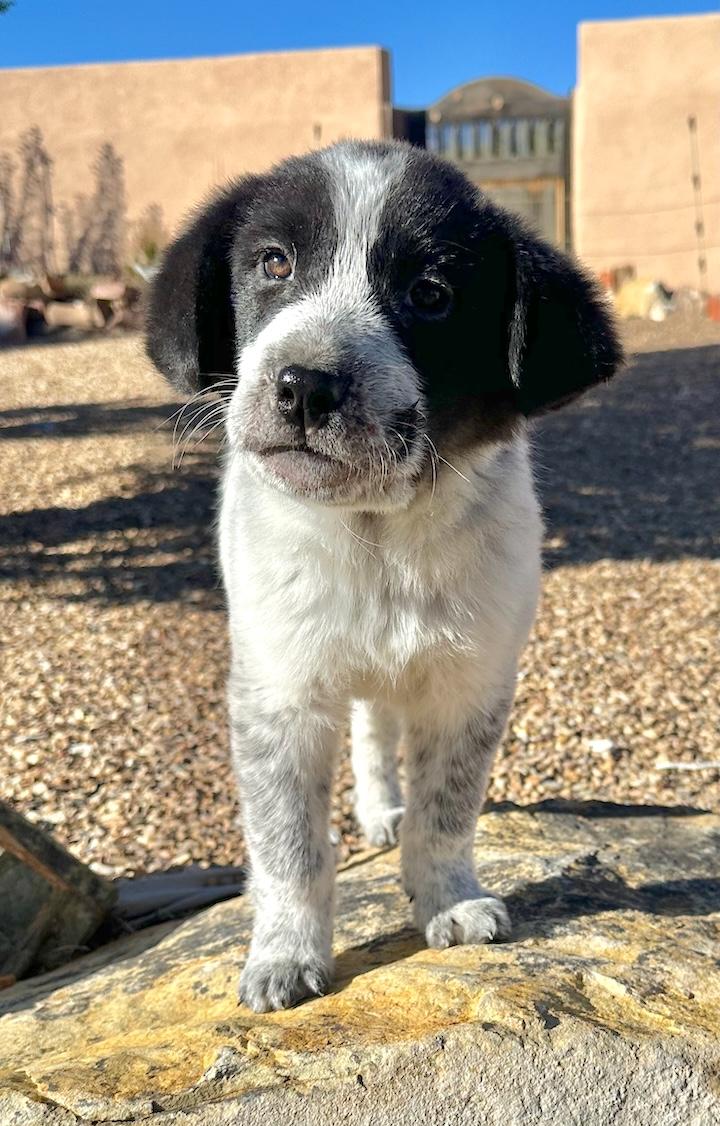 Hefty, ADOPTABLE, Puppy Male Border Collie & Great Pyrenees.