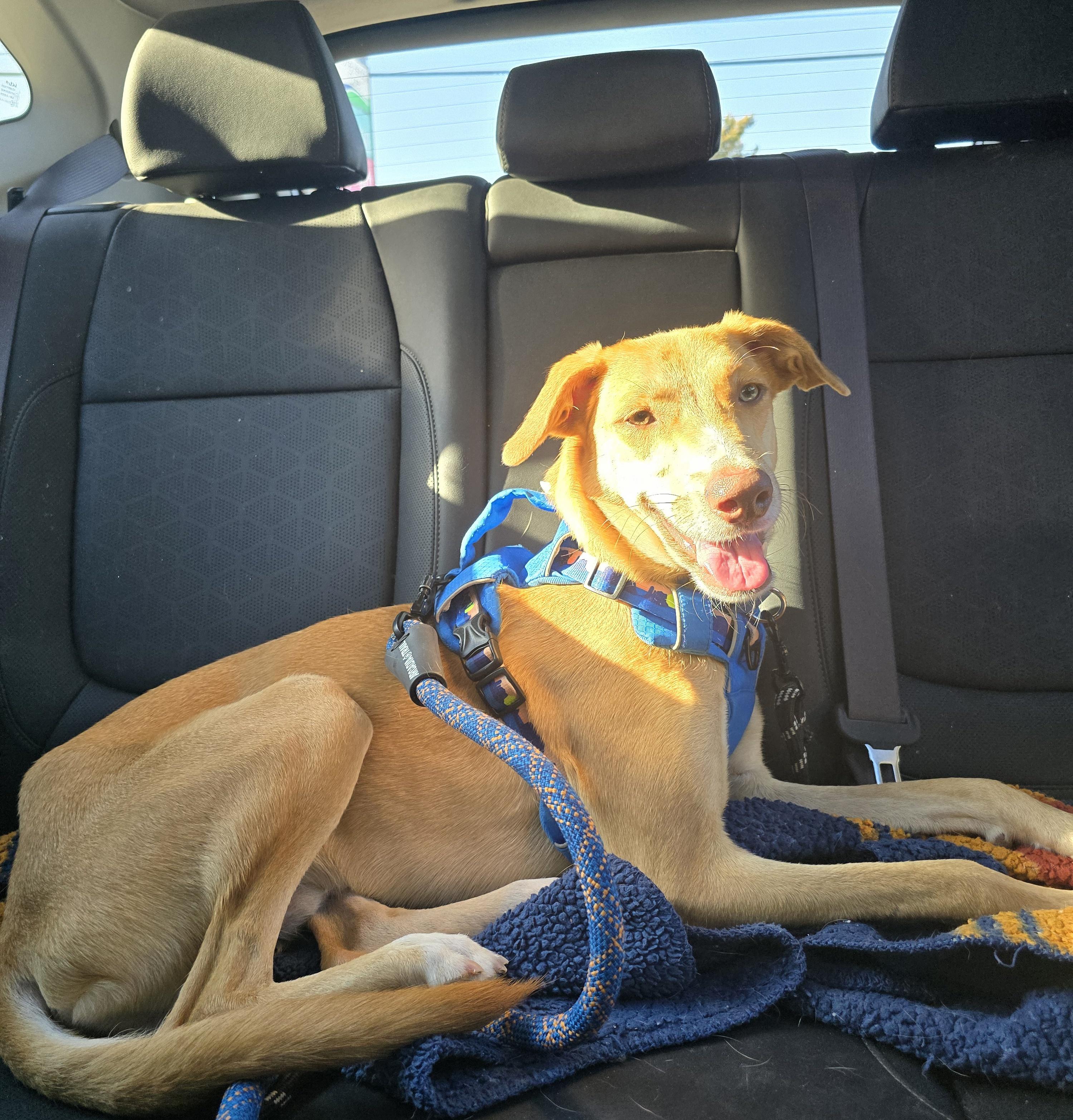 Enlarge Birch, a ADOPTABLE Mixed Breed in Chatsworth, ON image 3/5