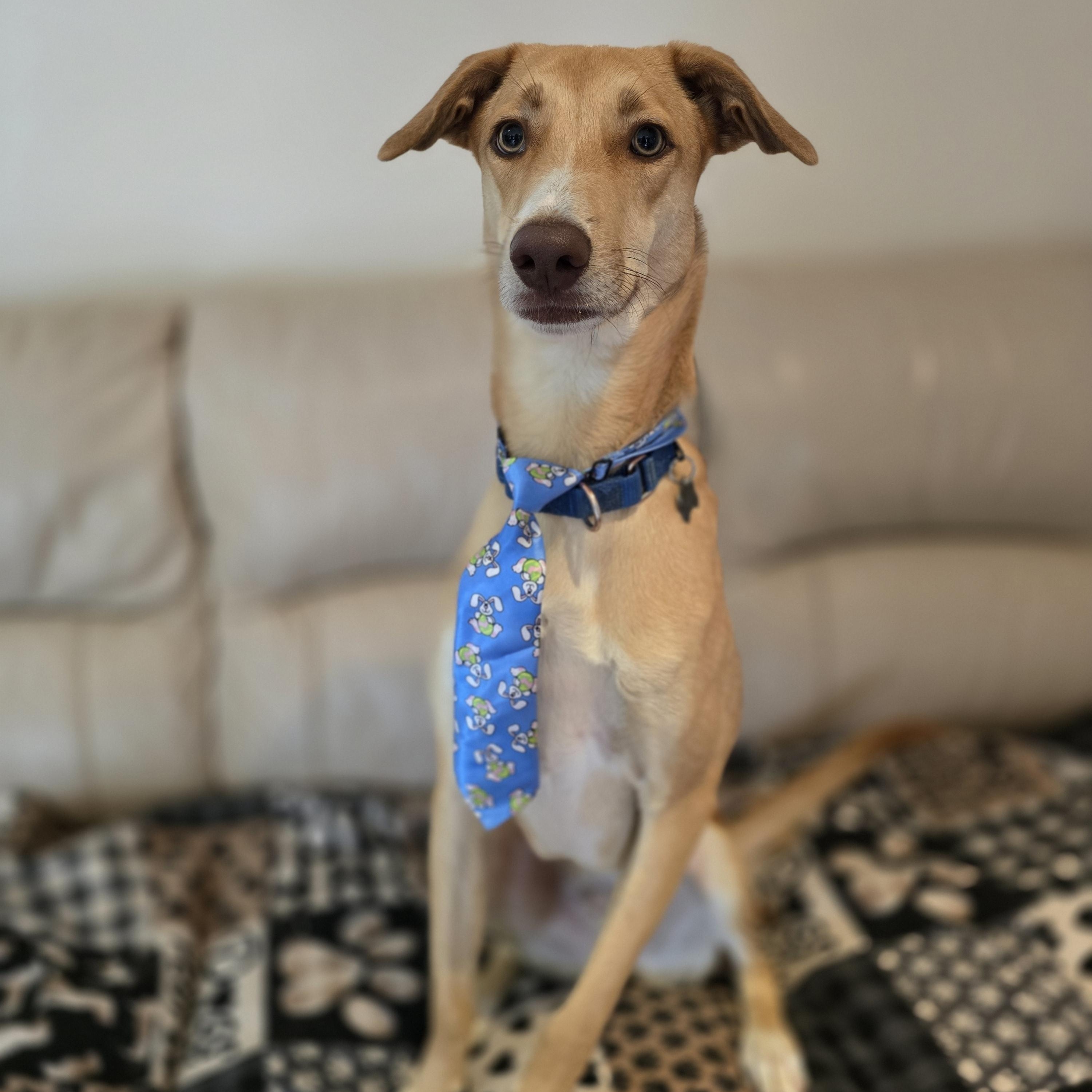 Enlarge Birch, a ADOPTABLE Mixed Breed in Chatsworth, ON image 2/5