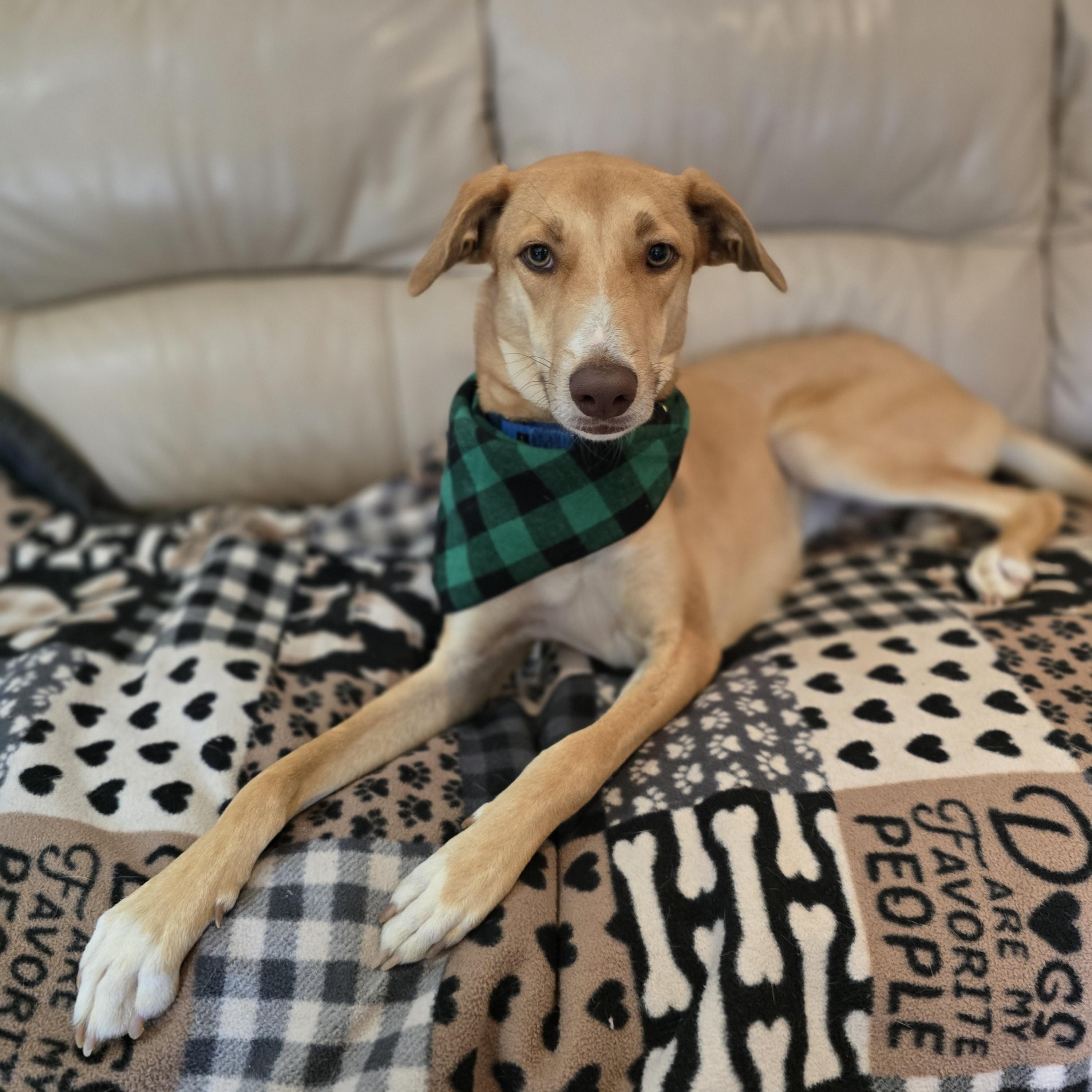 Enlarge Birch, a ADOPTABLE Mixed Breed in Chatsworth, ON image 5/5