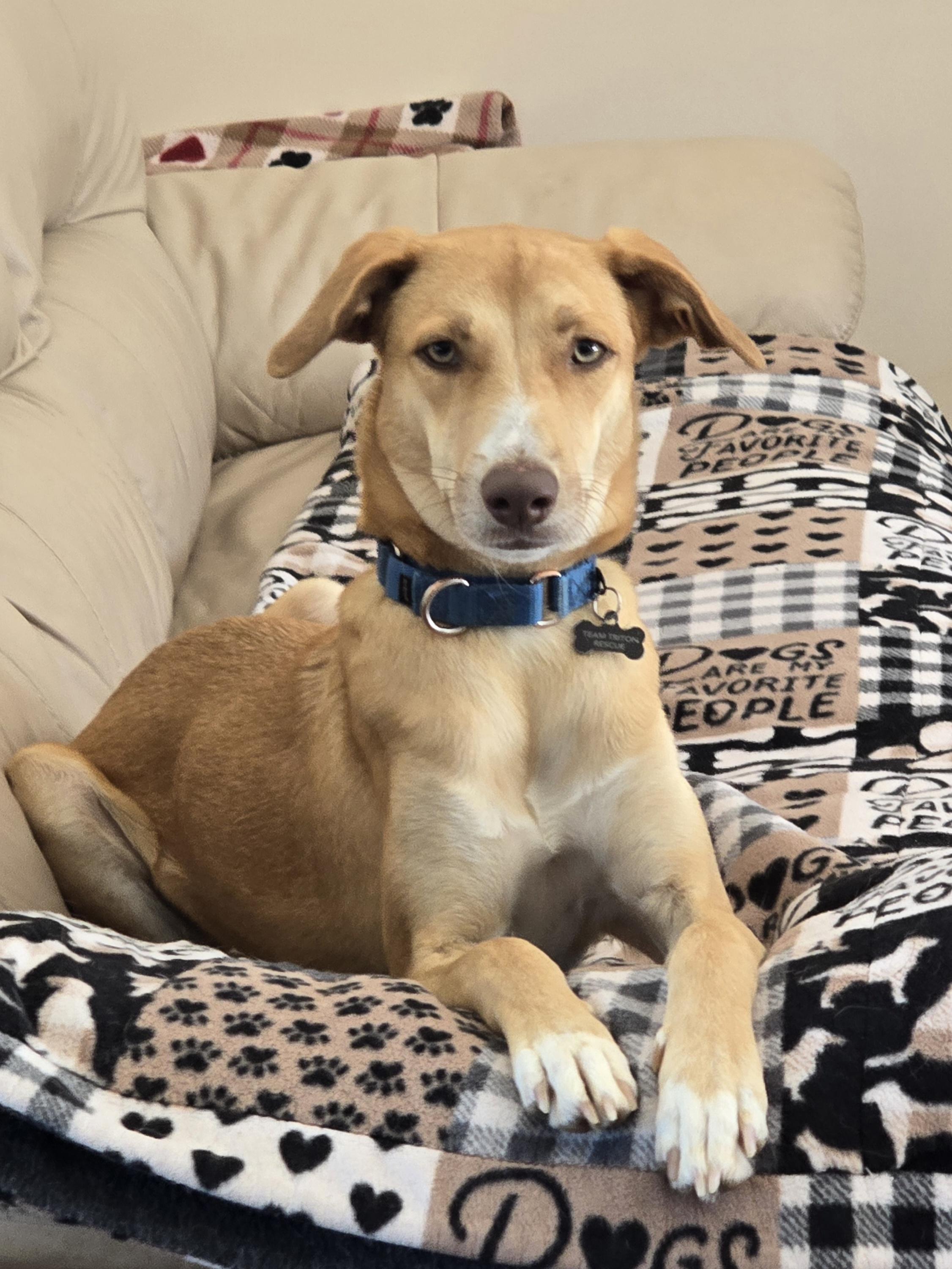 Birch, ADOPTABLE, Young Male Mixed Breed.