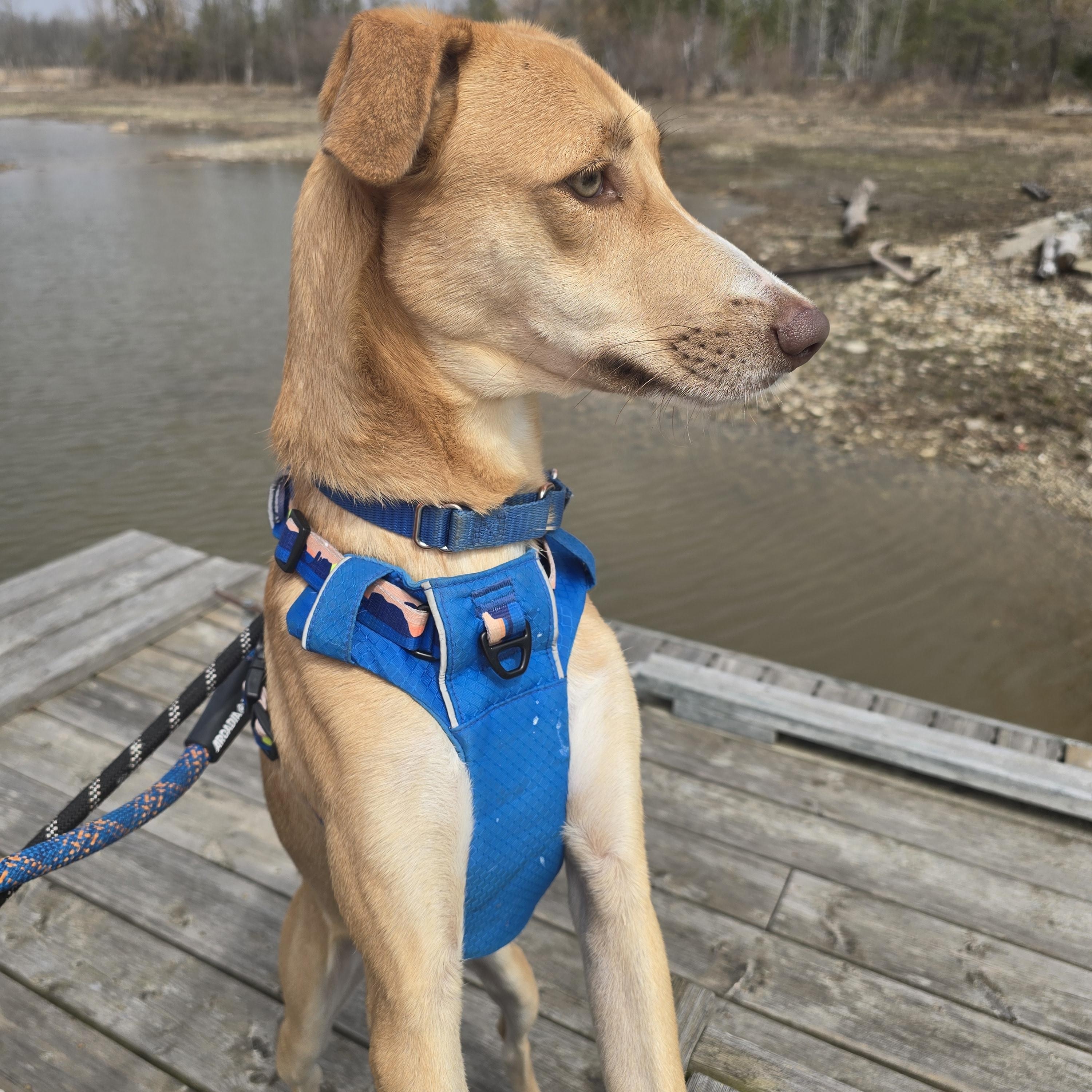 Enlarge Birch, a ADOPTABLE Mixed Breed in Chatsworth, ON image 4/5