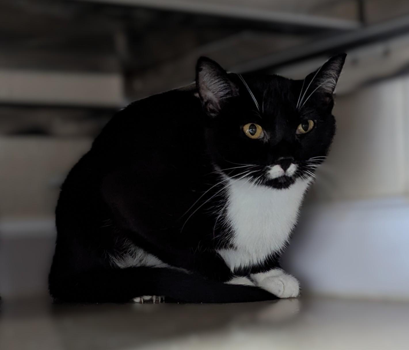 MITTENS