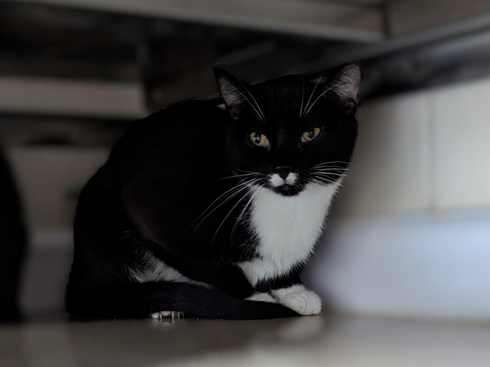 MITTENS