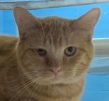 Enlarge Fish Hook, a Adoptable mixed breed in Portsmouth, OH image 1/1