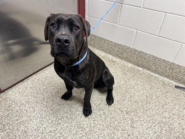 Enlarge BRIDGETTE, a Adoptable mixed breed in Colorado Springs, CO image 1/1