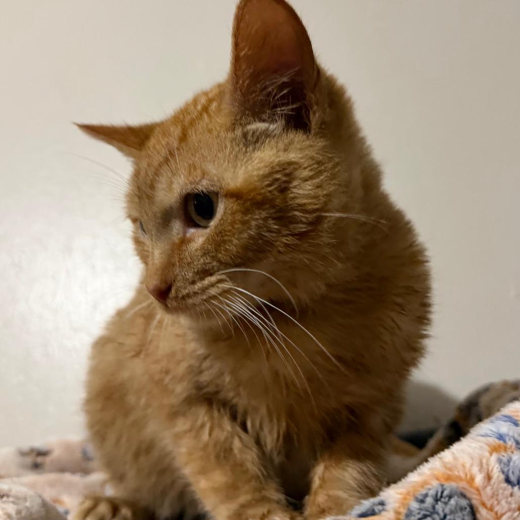 Michi, Adoptable, Kitten Male Domestic Short Hair.