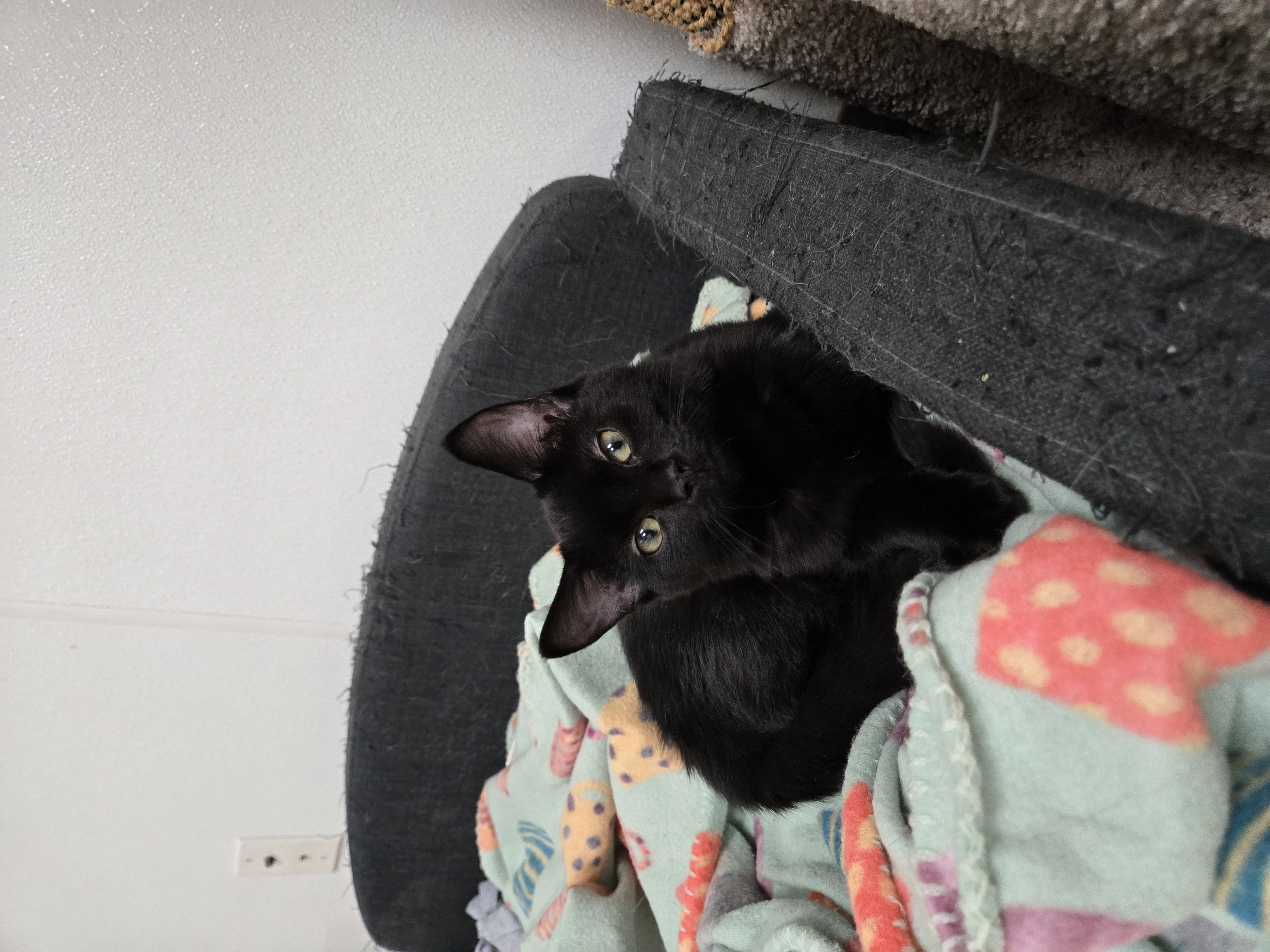 Cat for adoption Fiona, a Domestic Short Hair in Paris, ME Petfinder