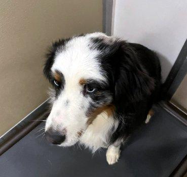 Croissant thumbnail 2