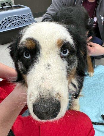 Enlarge Croissant, an adopted Australian Shepherd in Bedford Hills, NY image 1/2