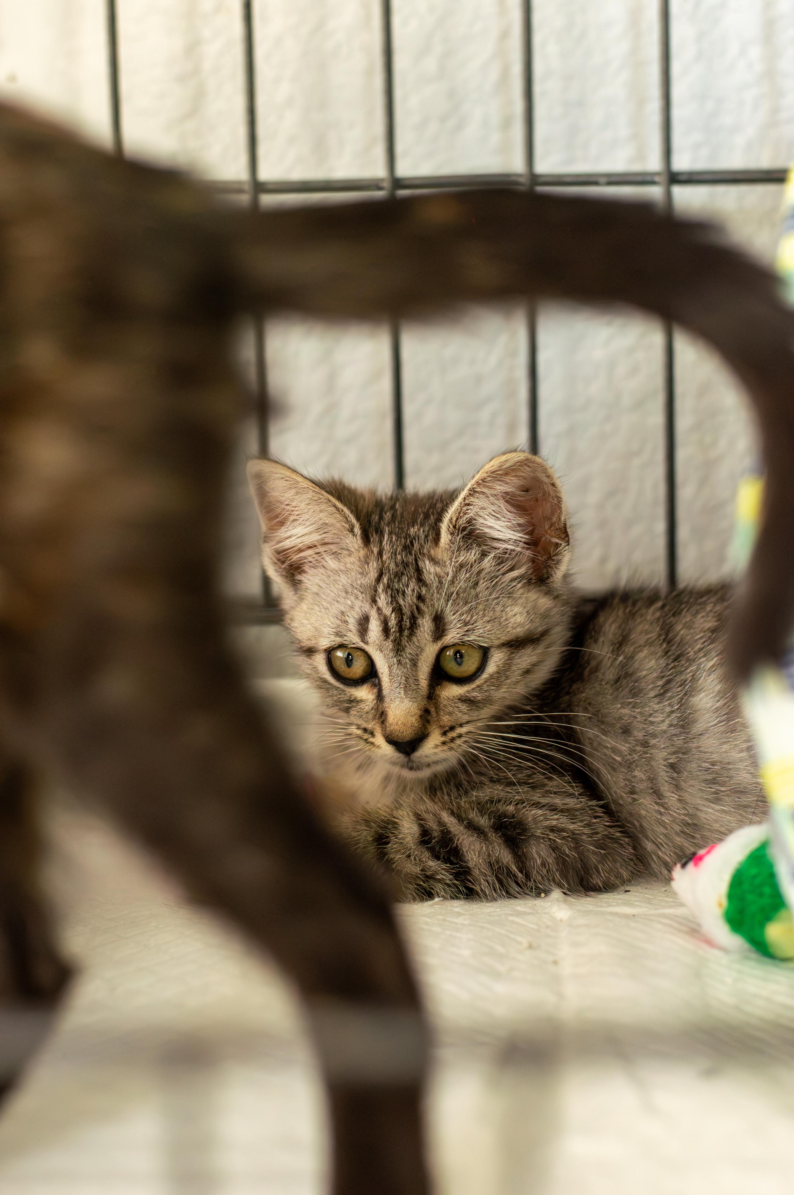 Enlarge Snow Leopard, a Adoptable Domestic Short Hair in Elk Grove, CA image 4/4