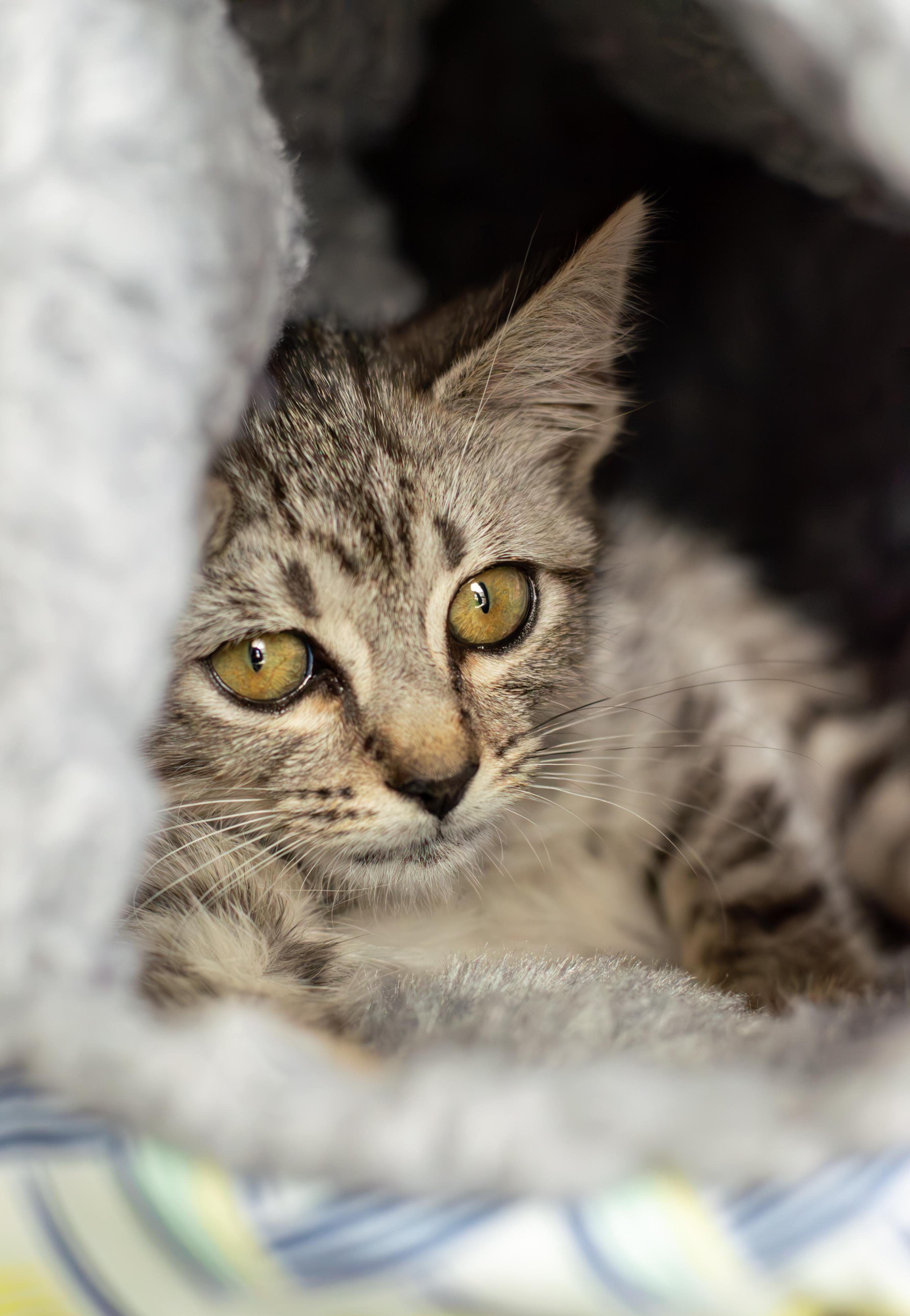 Enlarge Snow Leopard, a Adoptable Domestic Short Hair in Elk Grove, CA image 3/4