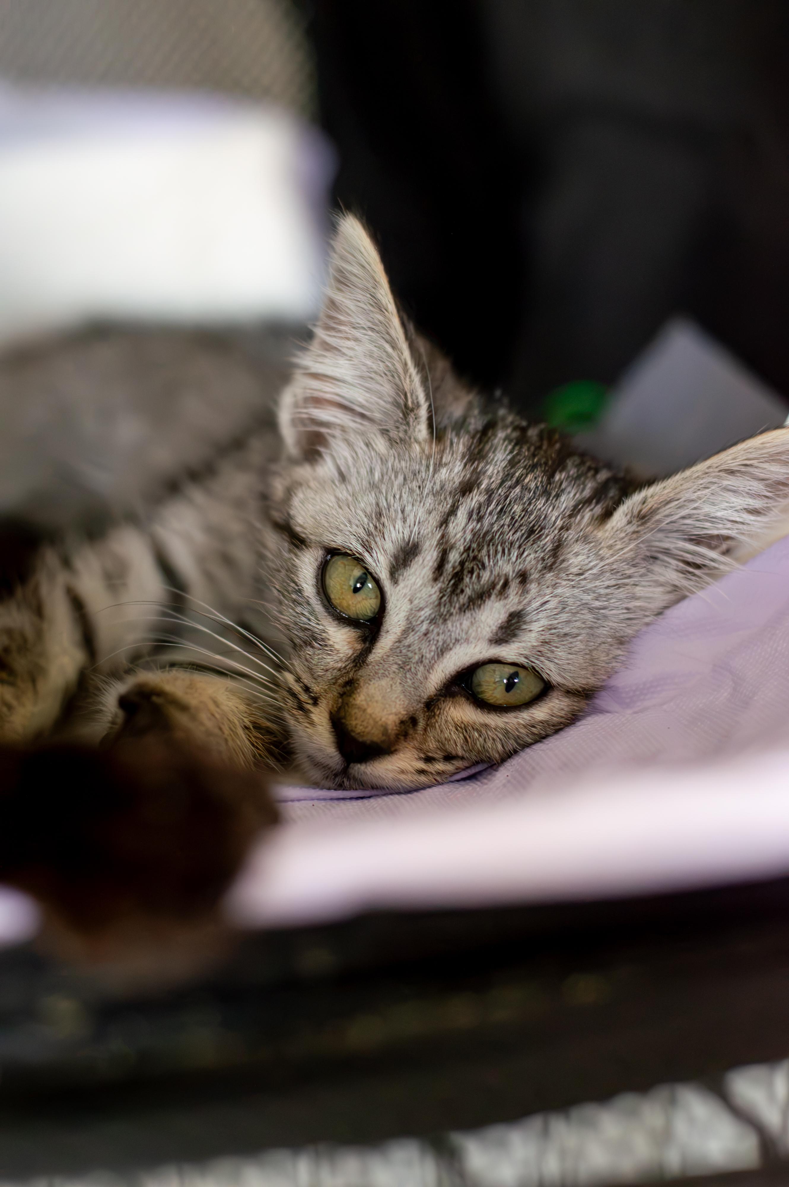 Snow Leopard, Adoptable, Kitten Female Domestic Short Hair.