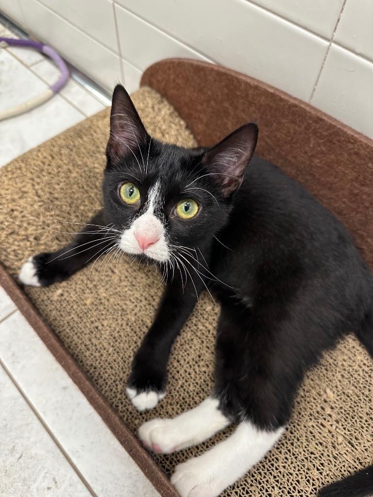 Furby, Adoptable, Kitten Female Domestic Short Hair.