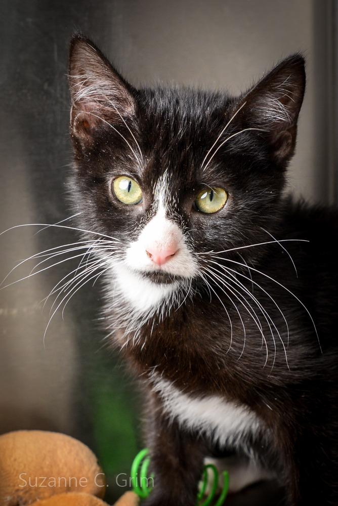 Enlarge Furby, a Adoptable mixed breed in New Orleans, LA image 2/4